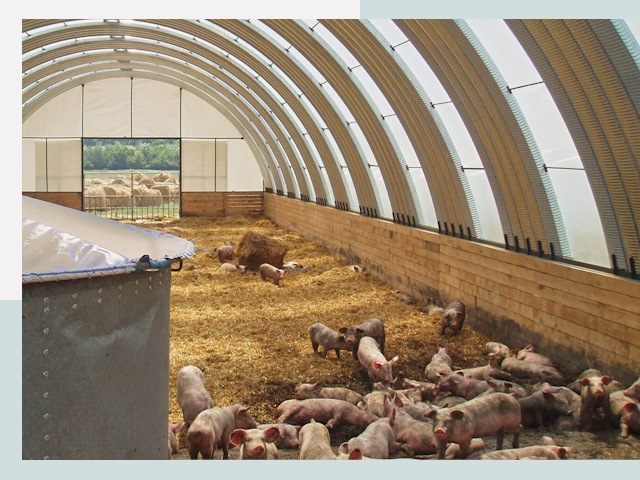 Строительство свинарников в Колпино